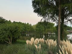 -贡湖湾湿地公园