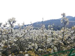 -树山生态村