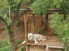 -石家庄市动物园