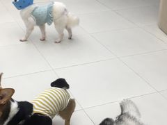 -怪兽屋·羊驼·猫咖·狗咖(俊华广场店)