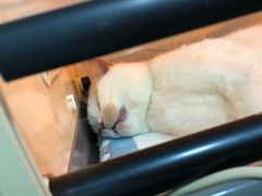 -瑞派宠物医院(锦江店)