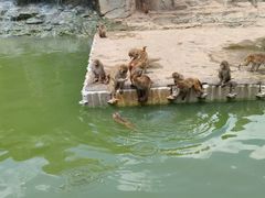 -东莞香市动物园