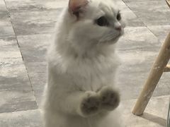 -楼上猫咖(罗湖店)