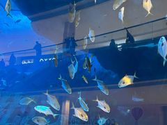 -迪拜水族馆及水下动物园