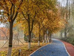 -大兴滨河森林公园