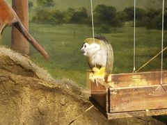 -绿色星球动物主题公园