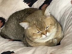 -东方名猫馆·英短金渐层布偶猫舍(环线广场1号楼店)