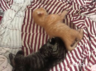 住在一楼的好心的阿姨给灰灰准备了产房