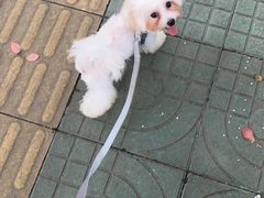 -鼎级派宠物(中南店)