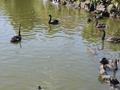 -海南热带野生动植物园