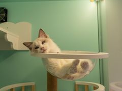 -猫宠乐园·专业洗护