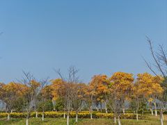 -阳澄湖半岛旅游度假区