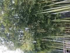 android_upload_pic-红山村