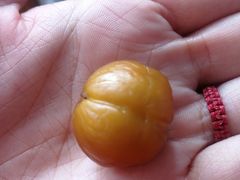 -阿男野栗王(金门路店)