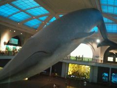 -美国自然历史博物馆