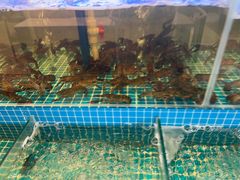 -蓝珊甄选海鲜自助·火锅大排档(近阿那亚店)