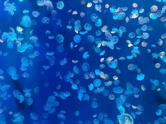 -江和美海洋公园