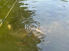 -酷鱼垂钓CLUB(朝阳区博大路店 )