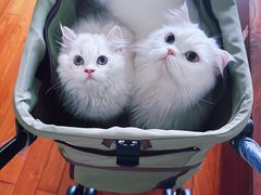 -momokira米努特·德文卷毛猫·棉花面纱犬