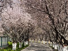 -石家庄市植物园