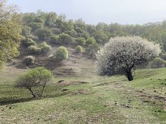-关山草原