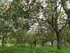 采摘甜脆柿-武汉世外桃源农庄