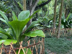 -中国科学院西双版纳热带植物园
