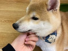 -柴犬小屋·柴餐厅·狗咖食堂(金鼎广场店)