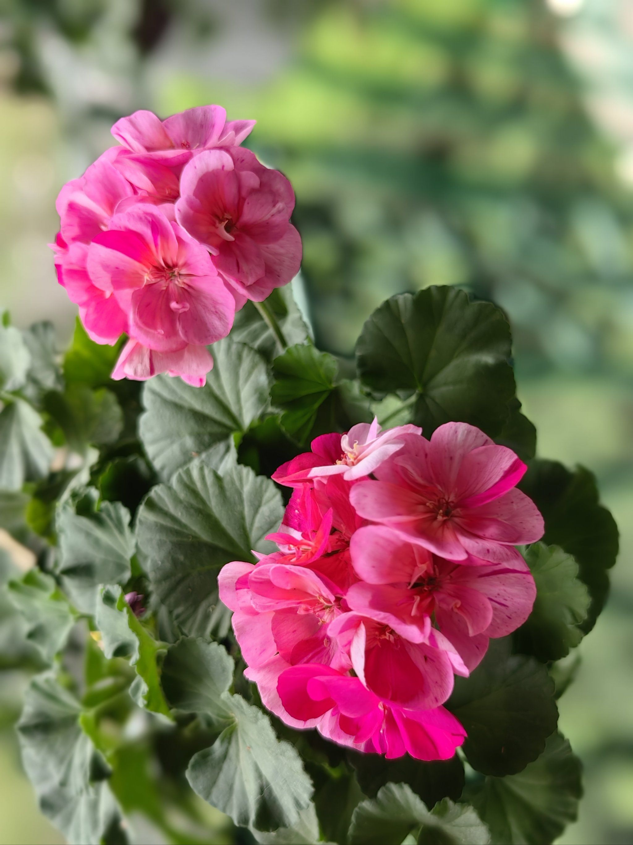 我家的天竺葵开花啦