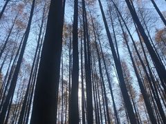 -山王坪喀斯特国家生态公园