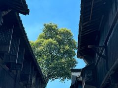 -乌镇西栅景区