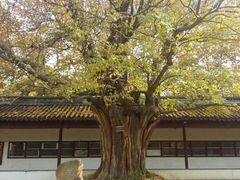 -苏州文庙(姑苏区)