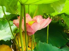 -陈家山荷花公园