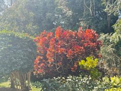 -中国科学院西双版纳热带植物园