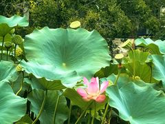 -国家植物园南园