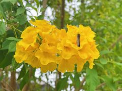 -中国科学院华南植物园
