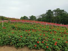 -松山湖梦幻百花洲
