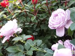 -平吉花卉市场