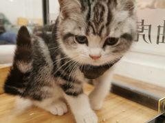 -袖虎·猫馆(体育西路店)