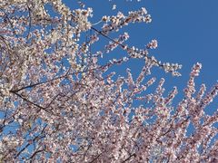 -桃花堤公园