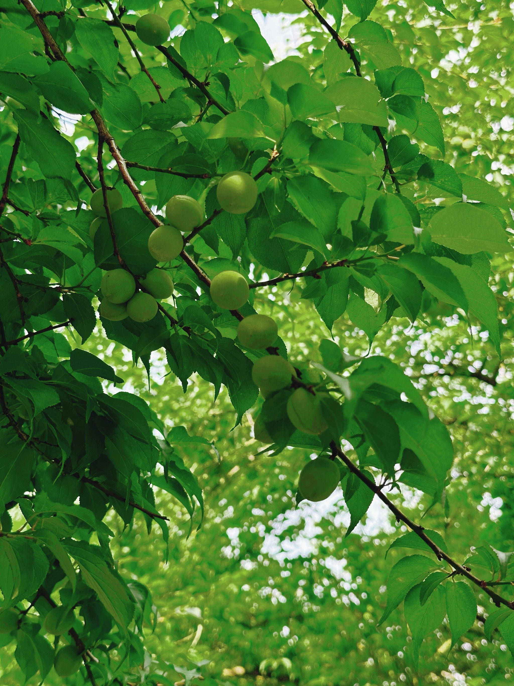 免费采摘青梅公园推荐