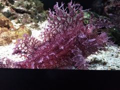 -暹罗海洋世界
