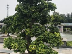 -石家庄市植物园