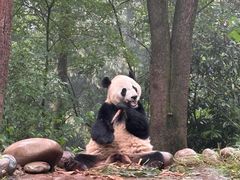 -中国大熊猫保护研究中心雅安碧峰峡基地