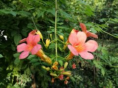 -苏州东山雕花楼宾馆