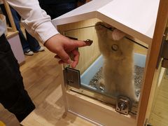 -屋虎猫馆(宝安大仟里店)