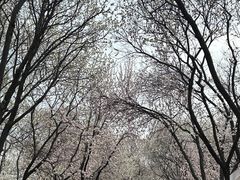 -桃花堤公园