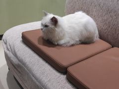 -藏猫猫咖啡主题馆(中央大道店)