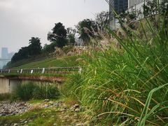 -重庆市江北嘴中央商务区中央公园