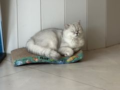 -关爱宠物医院·猫科中心·消化科(滨湖万达分院)